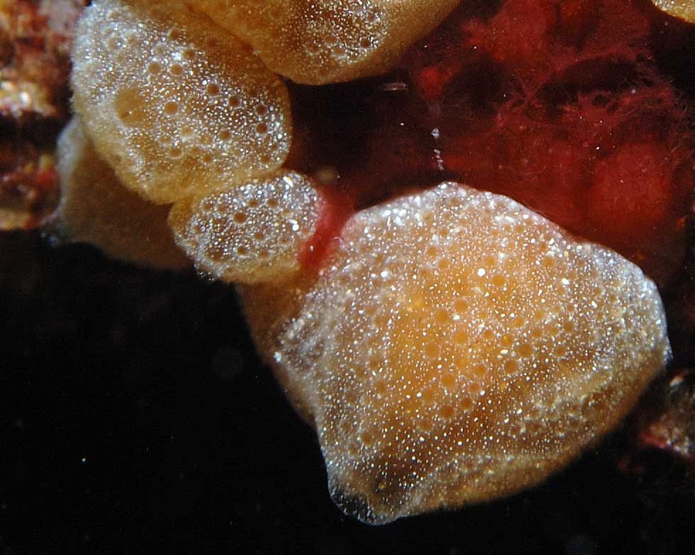 Aplidium tabarquensis (Ramos-Espla, 1991)